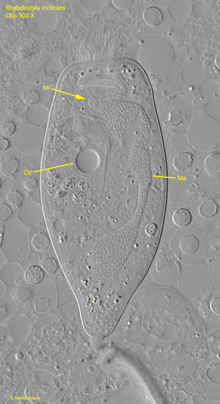 Rhabdostyla-inclinans