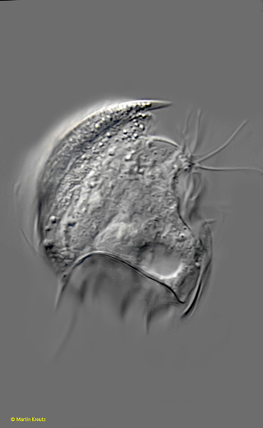 Saprodinium-mimeticum