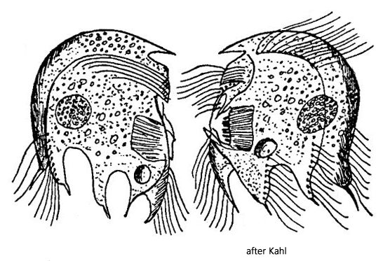 Saprodinium-mimeticum-var-obliquum