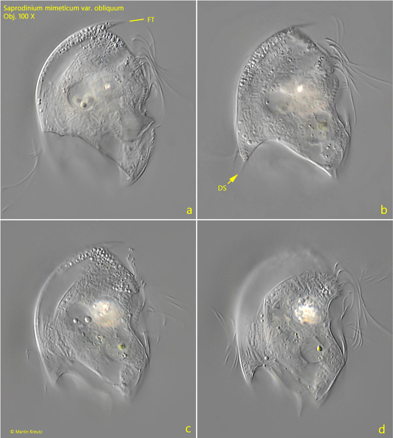 Saprodinium-mimeticum-var-obliquum