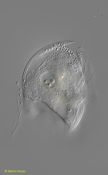 Saprodinium-mimeticum-var-obliquum