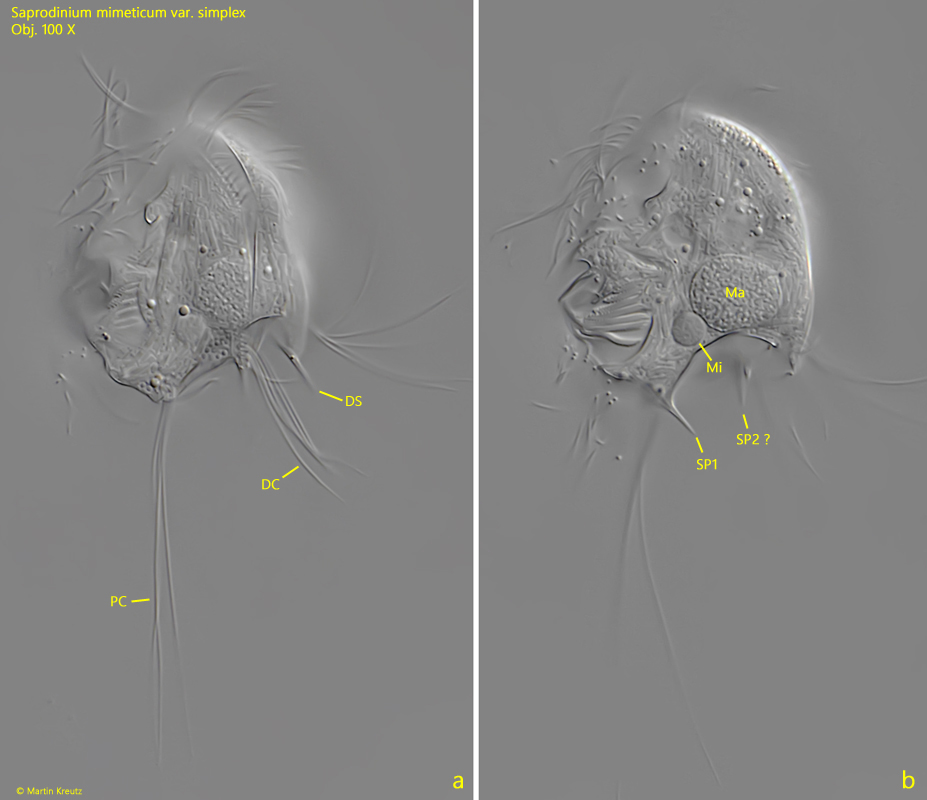 Saprodinium-mimeticum-var-simplex