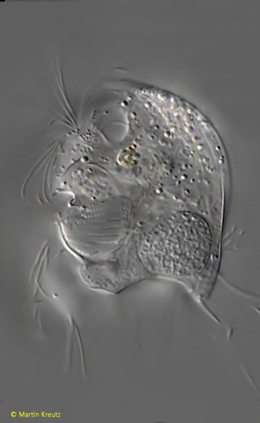 Saprodinium-mimeticum-var-simplex