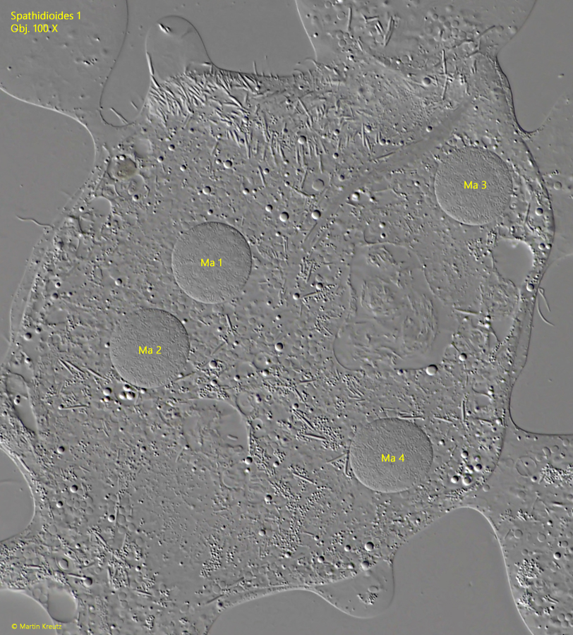 Spathidioides-1