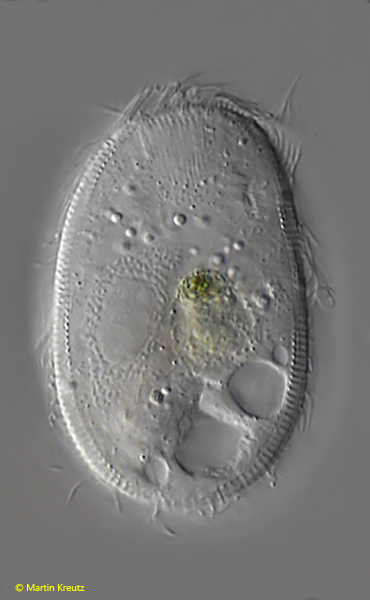 Spathidiopsis-luciae