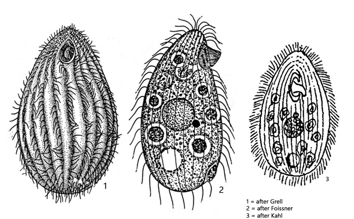 Tetrahymena-pyriformis