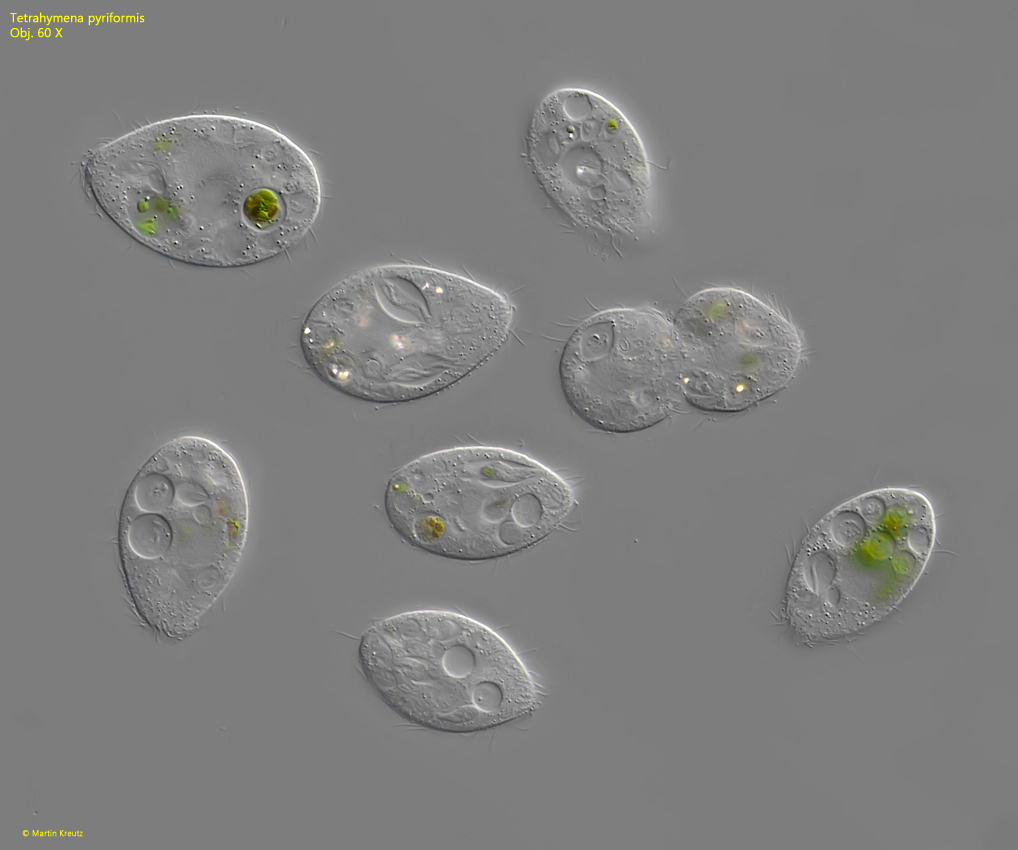 Tetrahymena-pyriformis