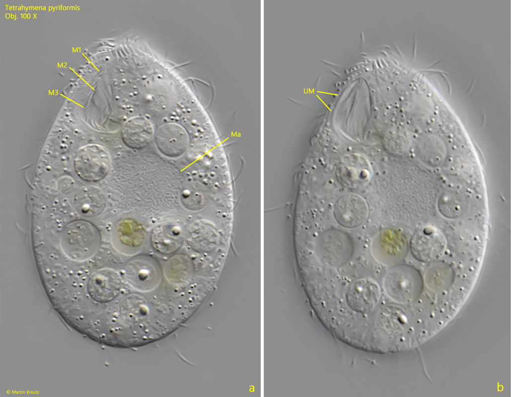 Tetrahymena-pyriformis