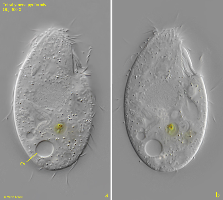 Tetrahymena-pyriformis