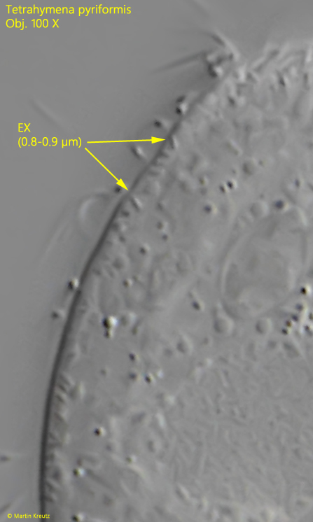 Tetrahymena-pyriformis
