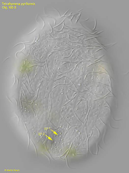 Tetrahymena-pyriformis