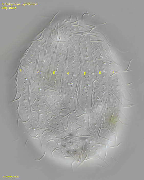 Tetrahymena-pyriformis