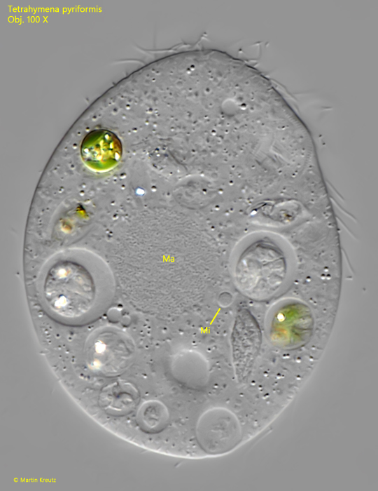 Tetrahymena-pyriformis