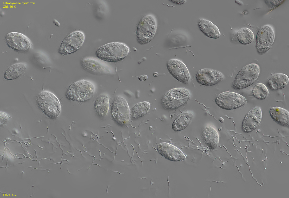 Tetrahymena-pyriformis