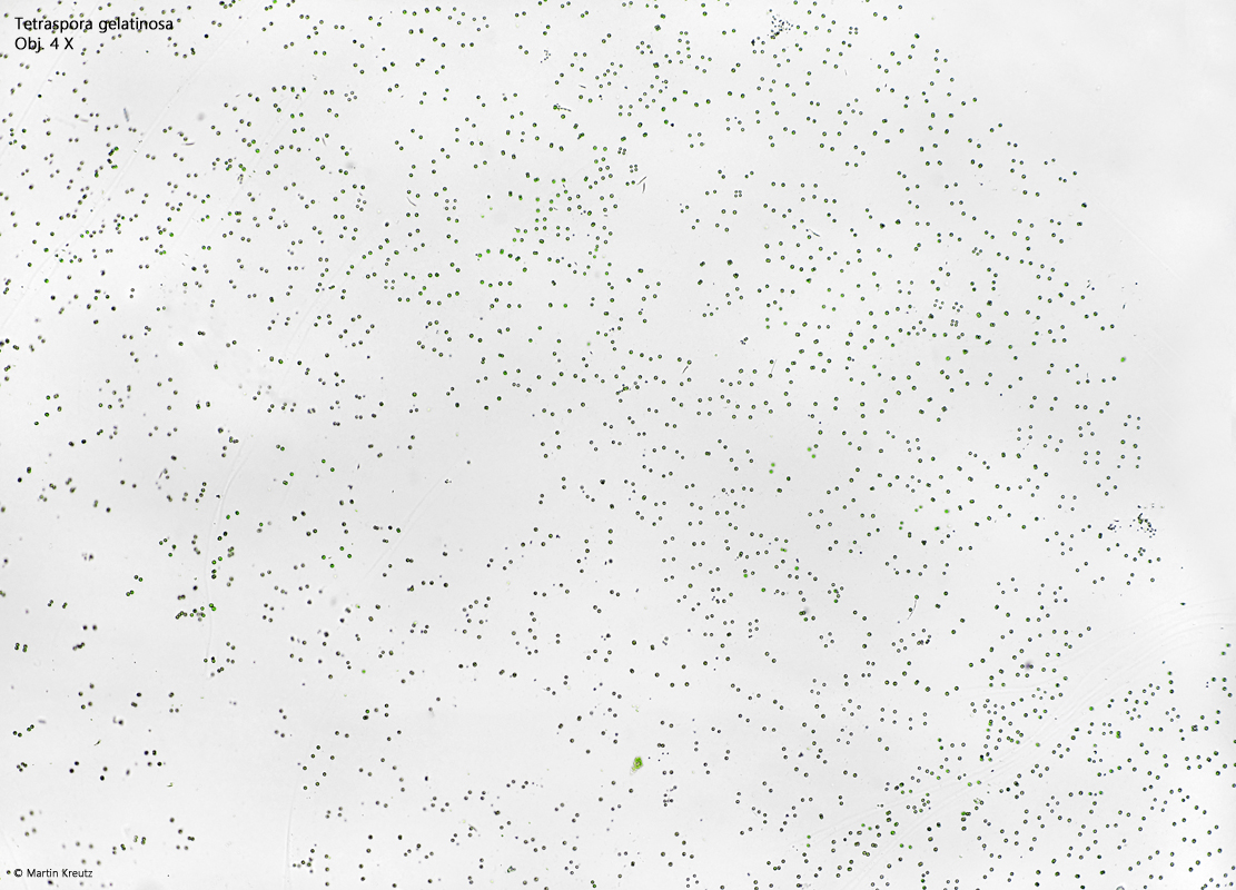 Tetraspora-gelatinosa