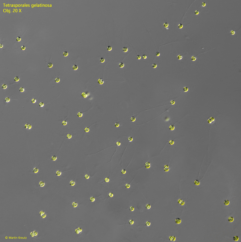 Tetraspora-gelatinosa