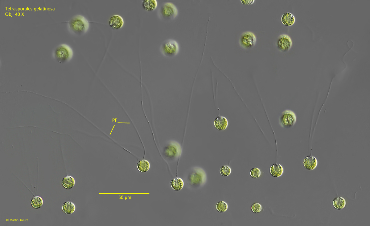 Tetraspora-gelatinosa
