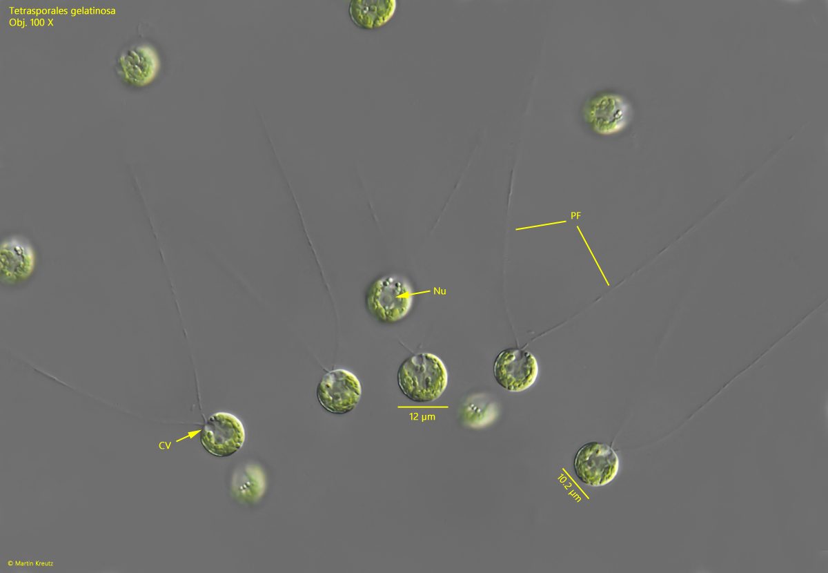Tetraspora-gelatinosa