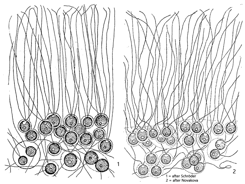 Tetraspora-gelatinosa