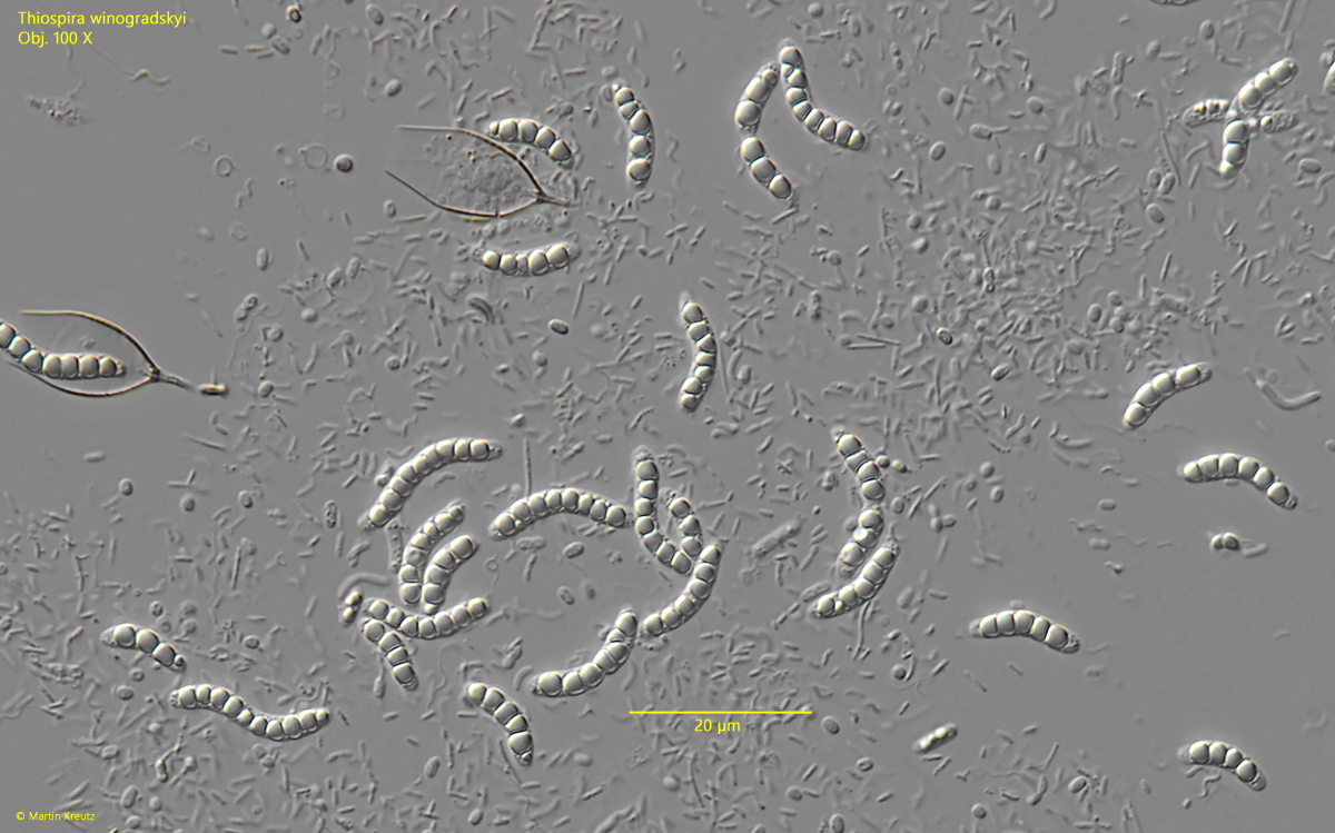 Thiospira-winogradskyi