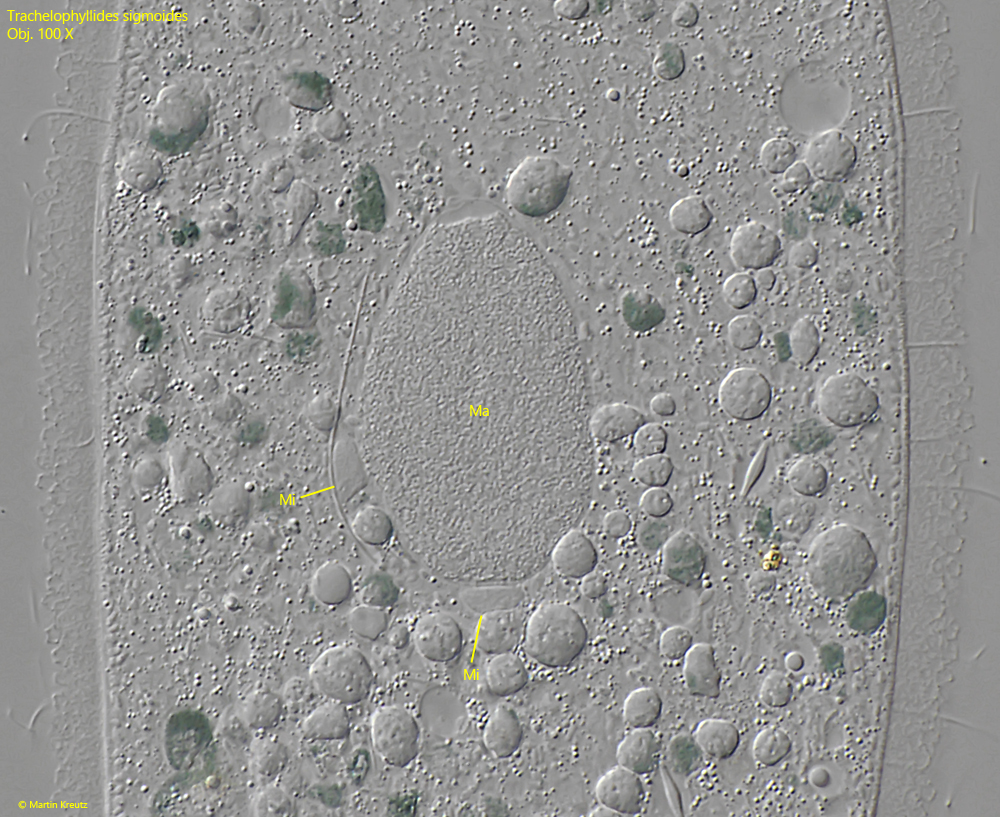 Trachelophyllides-sigmoides