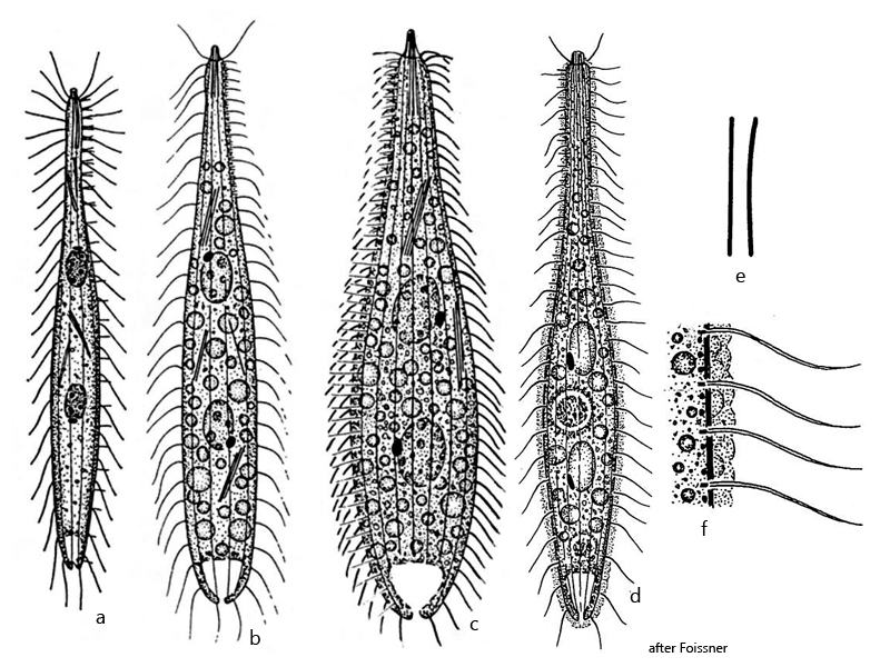Trachelophyllum-apiculatum