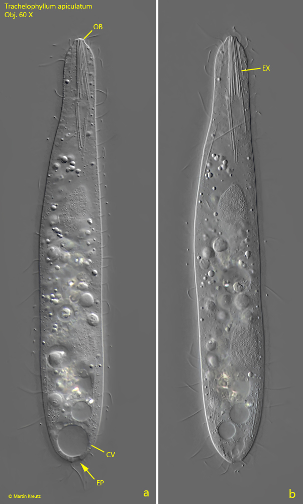 Trachelophyllum-apiculatum
