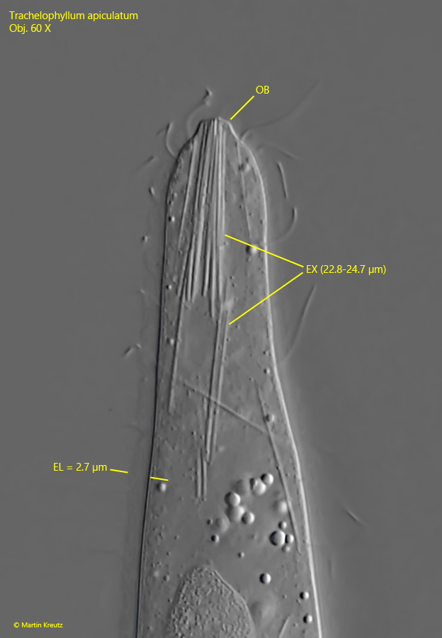 Trachelophyllum-apiculatum