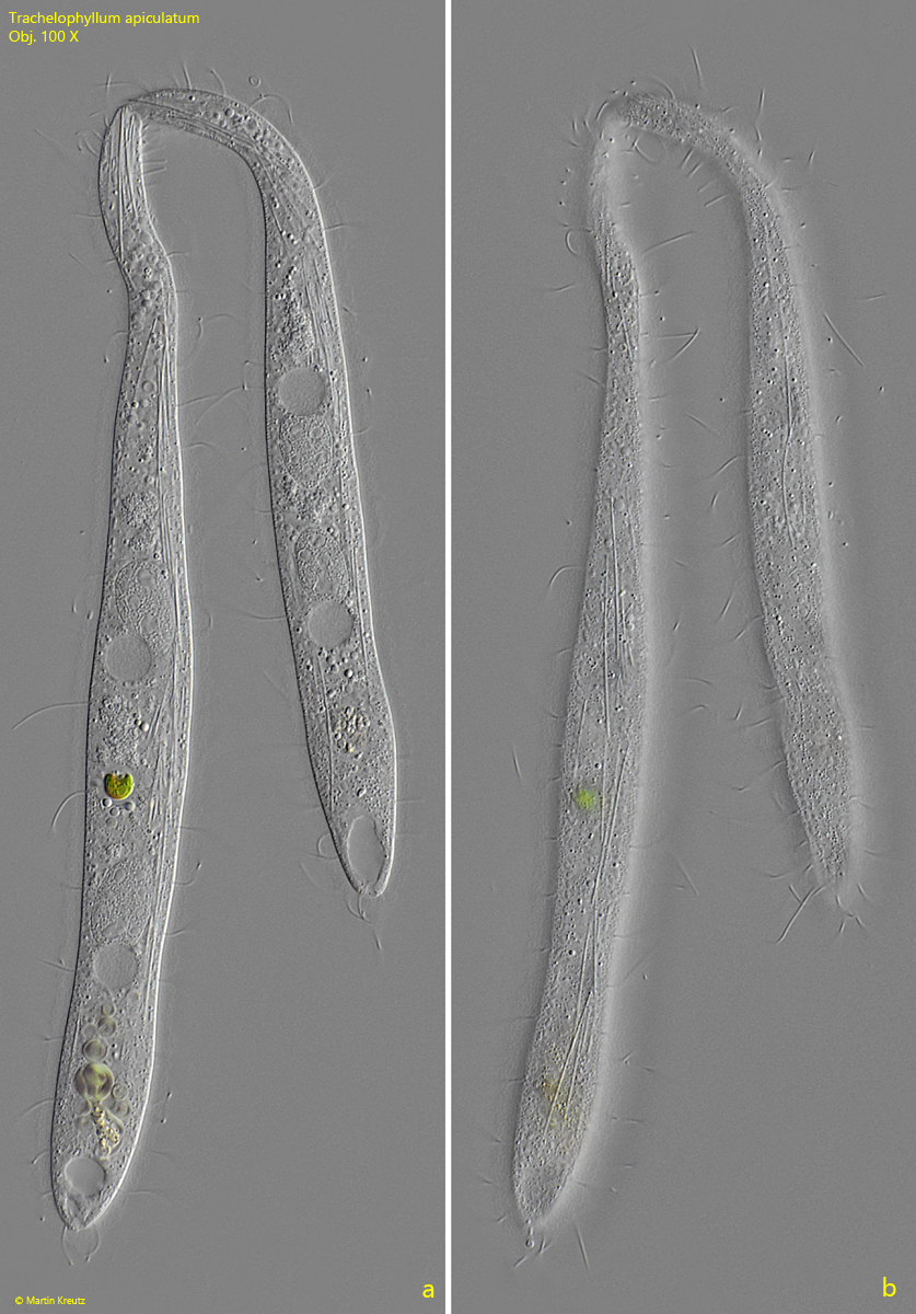 Trachelophyllum-apiculatum