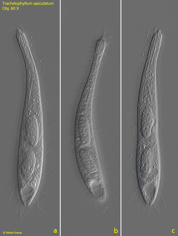 Trachelophyllum-apiculatum