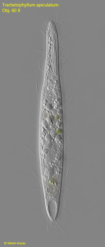 Trachelophyllum-apiculatum