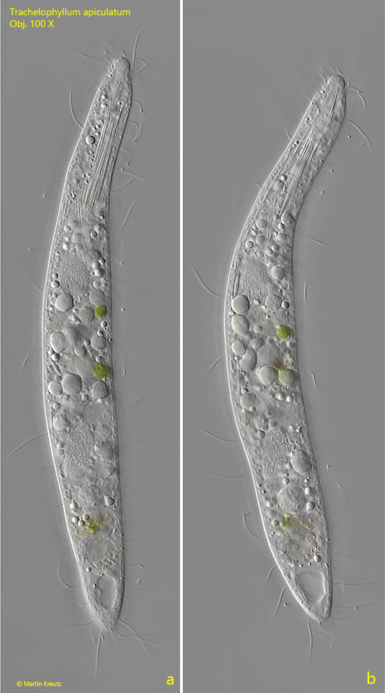 Trachelophyllum-apiculatum
