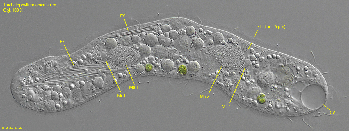 Trachelophyllum-apiculatum