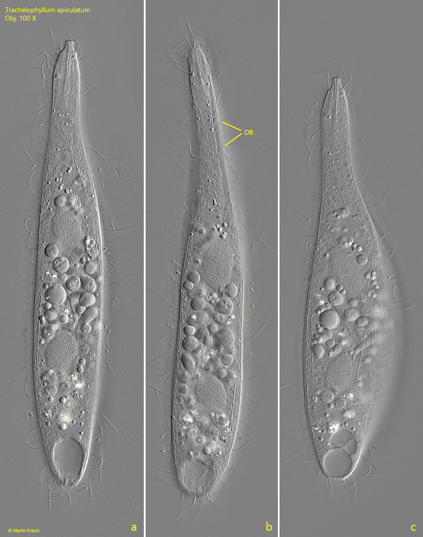 Trachelophyllum-apiculatum