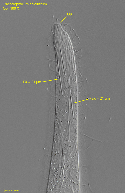 Trachelophyllum-apiculatum