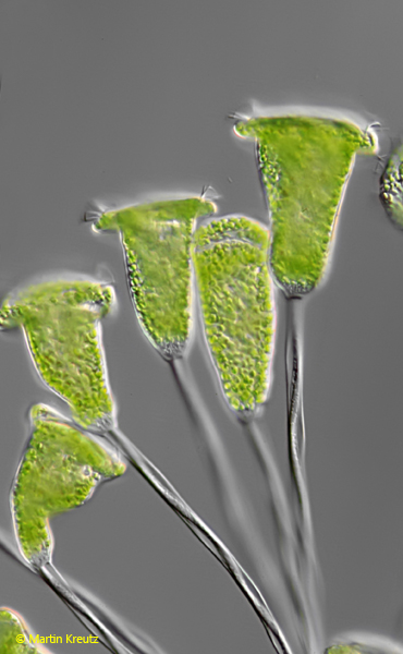 Vorticella-chlorostigma