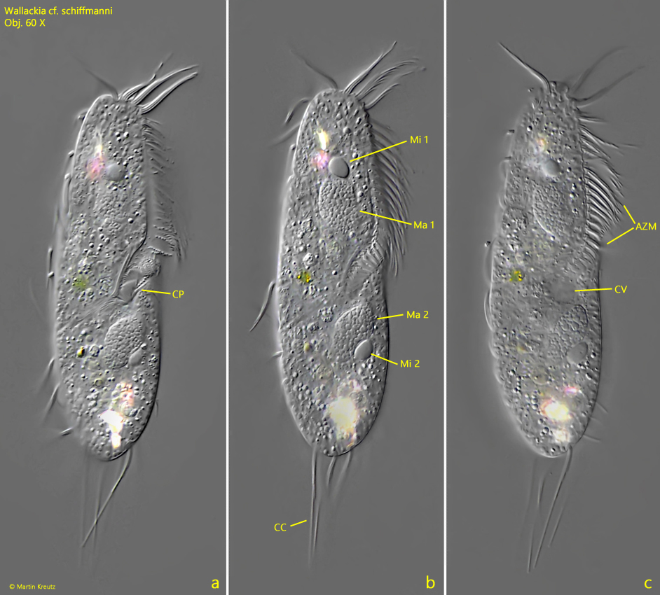 Wallackia-schiffmanni