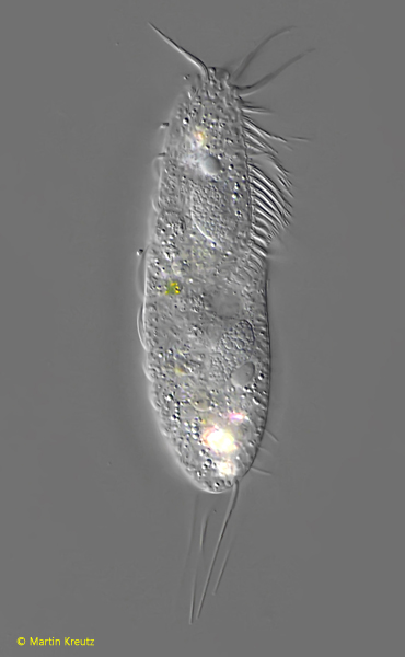 Wallackia-schiffmanni