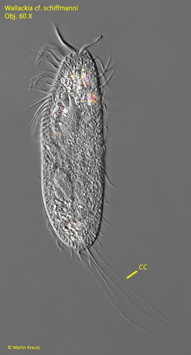 Wallackia-schiffmanni