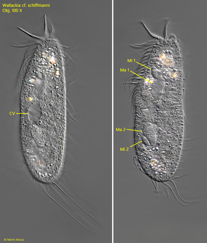 Wallackia-schiffmanni