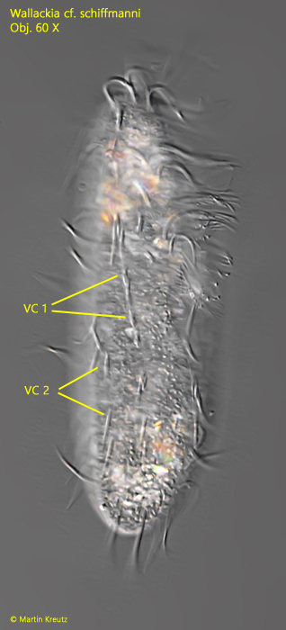 Wallackia-schiffmanni