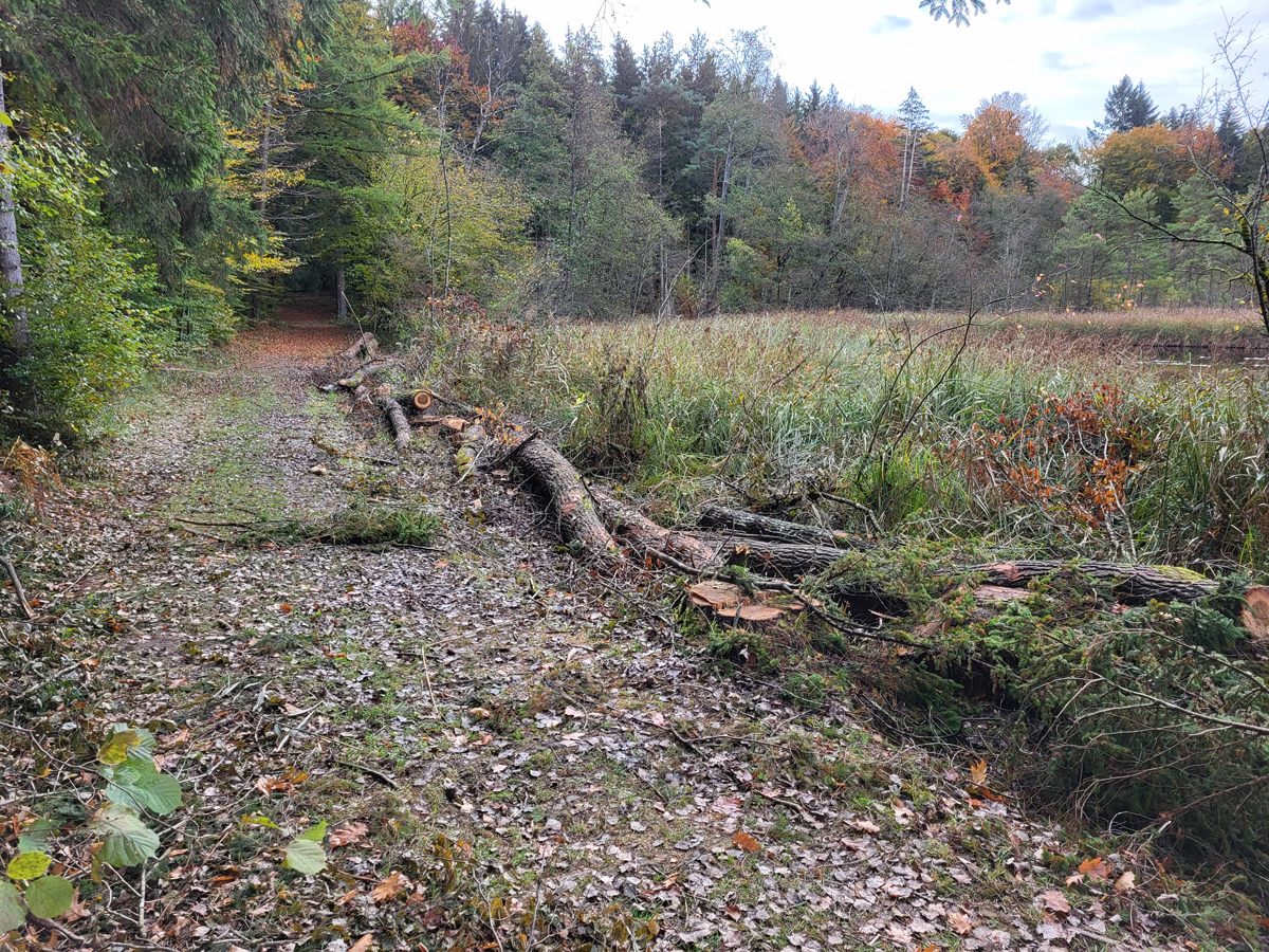 Simmelried, Oct 2025