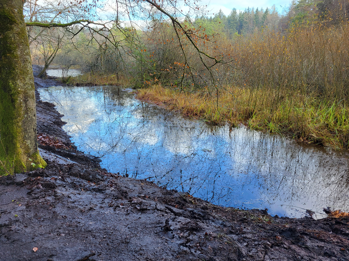 Simmmelried, Nov. 2025