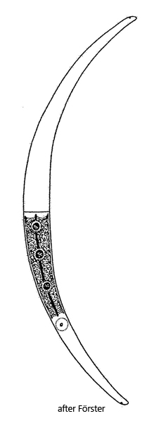 Closterium-dianae-var-pseudodianae