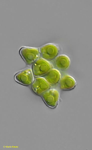 Coelastrum-astroideum