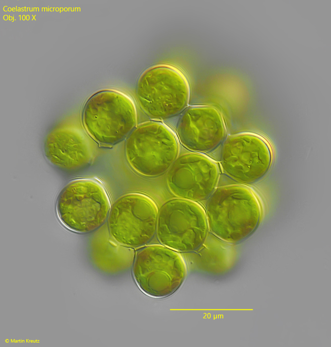 Coelastrum-microporum