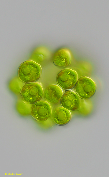 Coelastrum-microporum