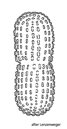 Cosmarium-elegantissimum