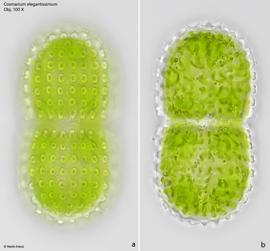 Cosmarium-elegantissimum