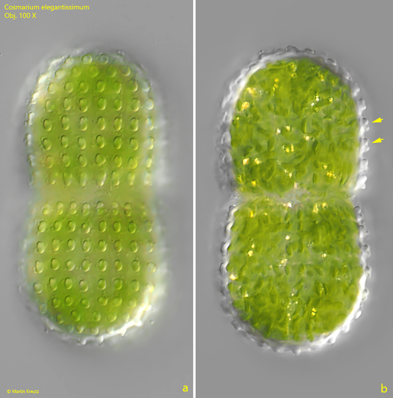 Cosmarium-elegantissimum